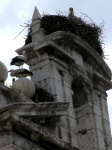 Cigüeñas en Alcalá de Henares (Madrid)
Quedada Virtual Galeria Losviajeros