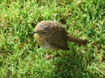 Petirrojo en Merrion Square (Dublín)
Petirrojo Robin Merrion Square Dublín