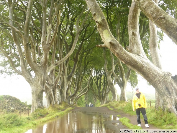 Dark Hedges
Dark Hedges
