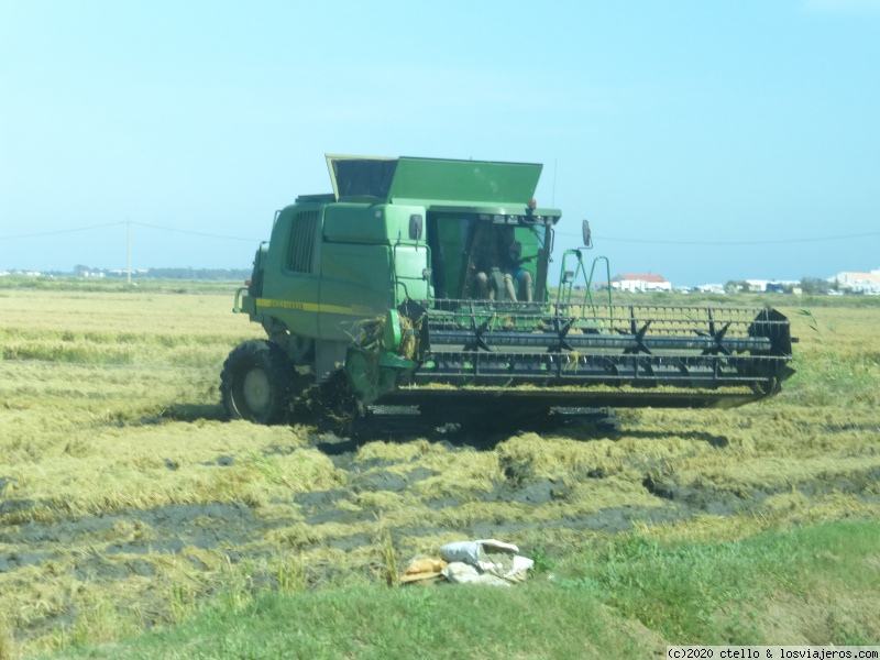 TORTOSA-DELTA DE L'EBRE-L'AMPOLLA - Blogs de España - DELTA DE L'EBRE (2)