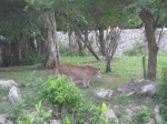 XCaret
XCaret