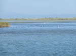 DELTA DE L'EBRE