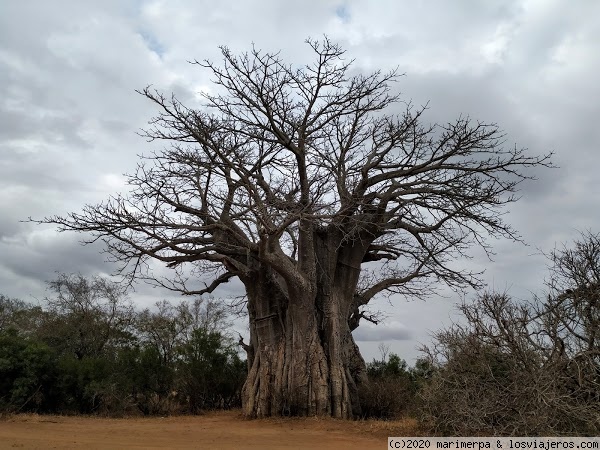 Baobab en Kruger - Sudáfrica
Según dicen es el baobab más meridional de África.
