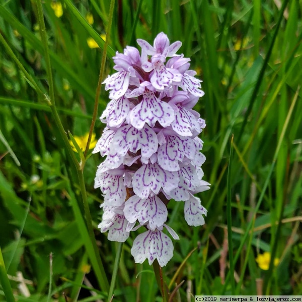 Orquídea en Escocia
Dactylorhiza maculata, la orquídea moteada de los pantanos
