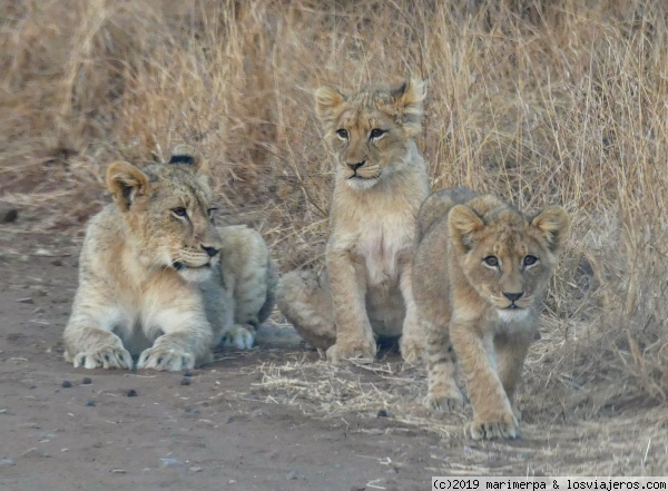Leones en Kruger
Dos crías y una leona esperando al resto de la manada para cruzar el camino, en el parque nacional de Kruger, en Sudáfrica.
