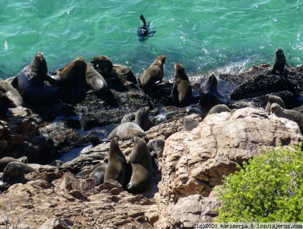 Lobos marinos - Sudáfrica
Lobos marinos en la Península de Robberg, Sudáfrica

