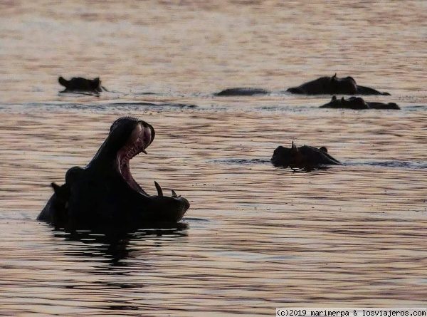 Hipopótamos al atardecer
Hipopótamos en Sunset Dam, en el parque nacional de Kruger, Sudáfrica
