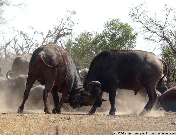 Pelea de búfalos en el parque nacional de Kruger - Sudáfrica
Dos búfalos cafre peleando delante de la manada.

