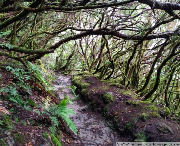 El bosque encantado. Anaga, Tenerife
El bosque encantado. Anaga, Tenerife
