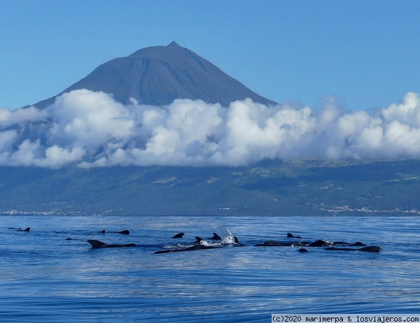 Ballenas piloto en Pico - Azores
La isla de Pico es un lugar privilegiado para para la observación de cetáceos.
