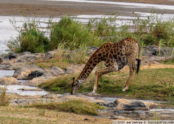 Jirafa bebiendo - Kruger
Las jirafas tiene que abrir muchos sus patas delanteras para poder beber, en una curiosa postura. En el Parque Nacional de Kruger (Sudáfrica)
