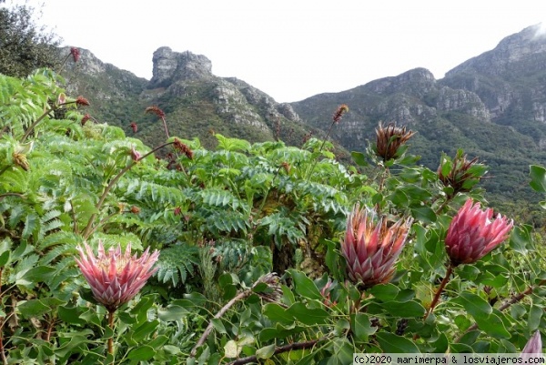 Kirstenbosch
Jardín botánico Kirstenbosch, con la king protea, flor nacional de Sudáfrica y vistas a Table Mountain.
