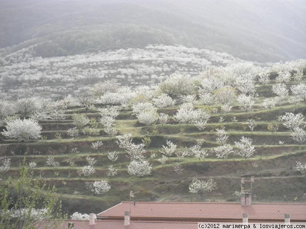 Cerezo en flor - Valle del Jerte
Valle del Jerte con los cerezos el flor
