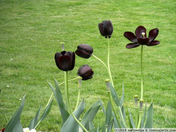 Tulipanes morados
Tulipanes morados, en Gante
