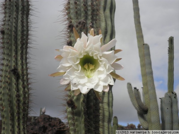 Flor de cactus
En el Jardín del Cactus, Lanzarote
