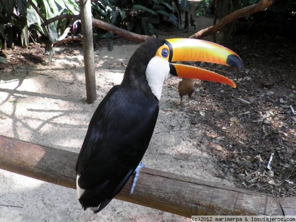 Tucán Toco
Tucán Toco en el Parque das Aves de Iguaçu
