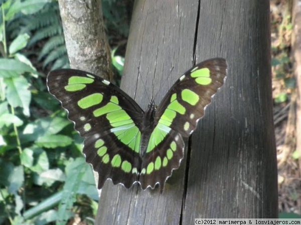 Mariposa en Iguazú
Mariposa en Iguazú
