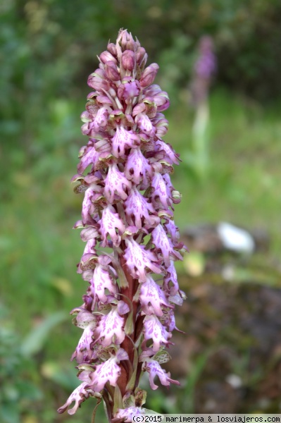 Orquídeas silvestres en Extremadura, Naturaleza-España (1)