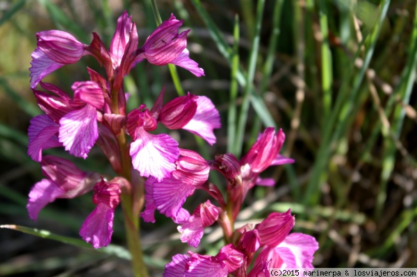 Orquídea: Orchis papilonacea
Orquídea silvestre en la Sierra de Alor.
