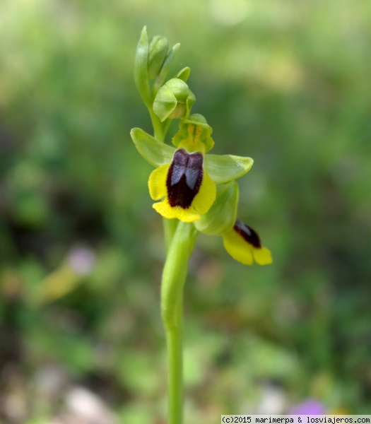 Orquídea: Orphys lutea
Orquídea silvestre en la Sierra de Alor
