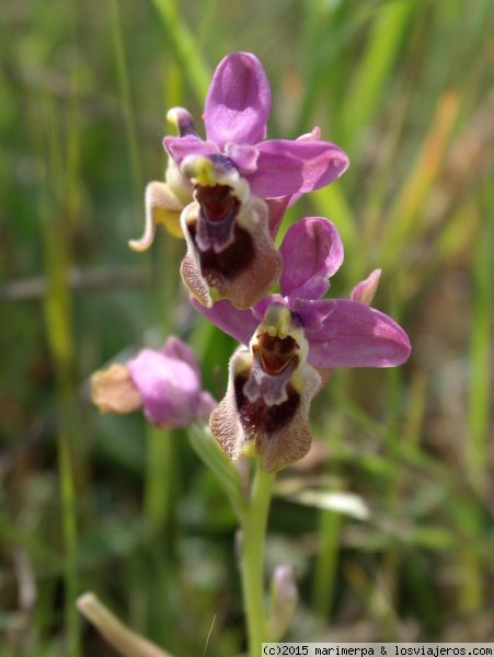 Orquídea: Ophrys tenthredinifera
Orquídea silvestre en el campamento romano de El Pedrosillo (Badajoz)
