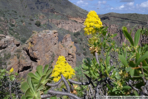 Verode en flor
Verode en flor en la Caldera de Bandama - Gran Canaria
