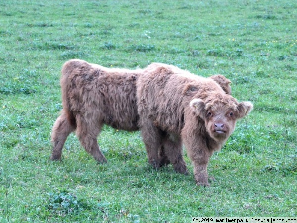 Terneritos en el Valle de Logarska Dolina - Eslovenia
Unos terneritos peludos que nos encontramos en el valle de Logarska Dolina. ¿A que parecen peluches?
