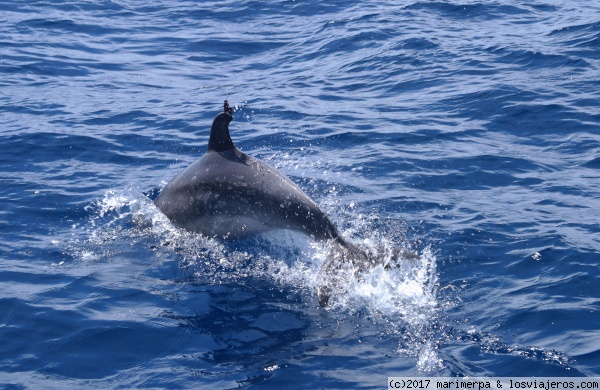 Delfín mular
El delfín mular es una de las especies de cetáceos que se pueden encontrar en las aguas que bañan las islas Azores. Por esas aguas también es posible ver al gran gigante, la ballena azul.
