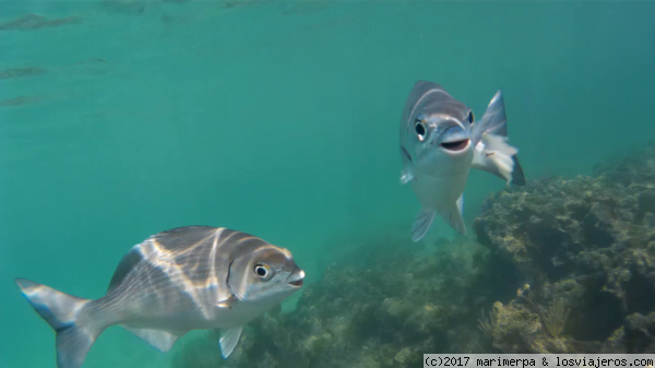 Simpáticos peces que sonríen a la cámara
Dos pececillos que encontramos haciendo snorkel en Riviera Maya
