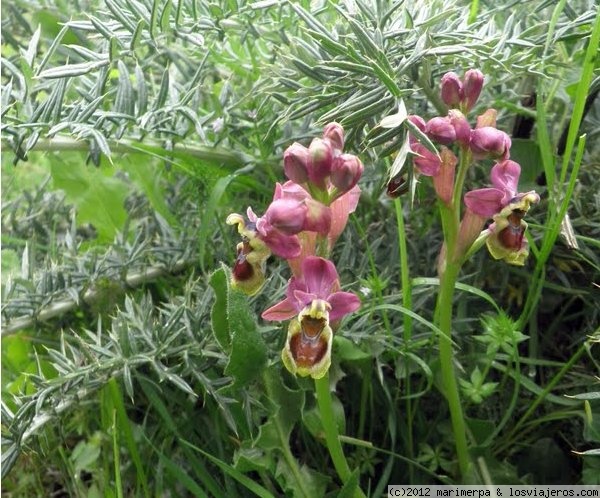 Foro de Olivenza: Orquídea Avispa