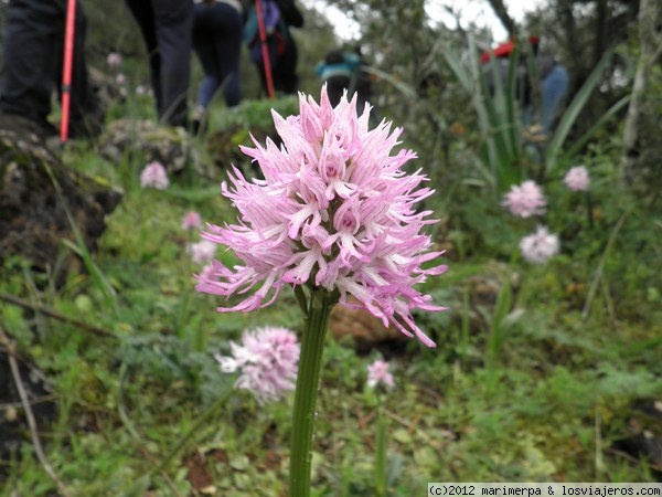 Orchis italica
Orquídea Orchis italica, en la Sierra de Montelongo, junto a Olivenza, en Extremadura
