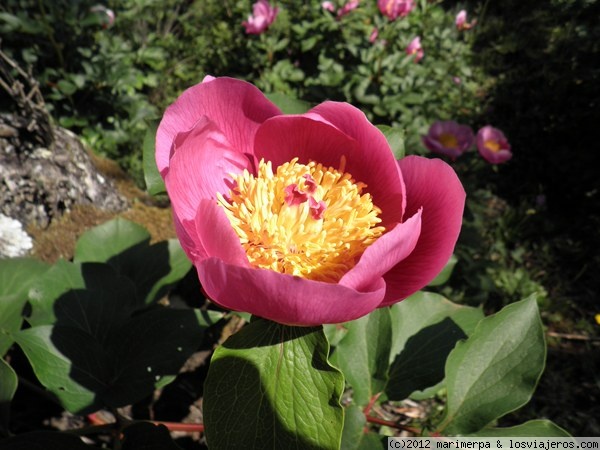 Peonía o Rosa de Alejandría
Flor conocida como peonía o Rosa de Alejandría, que crece en algunas sierras de Extremadura. Esta en concreto es de la Sierra de alor, un lugar precioso, sobre todo en abril, cuando crece esta flor, que parece un manto rosa
