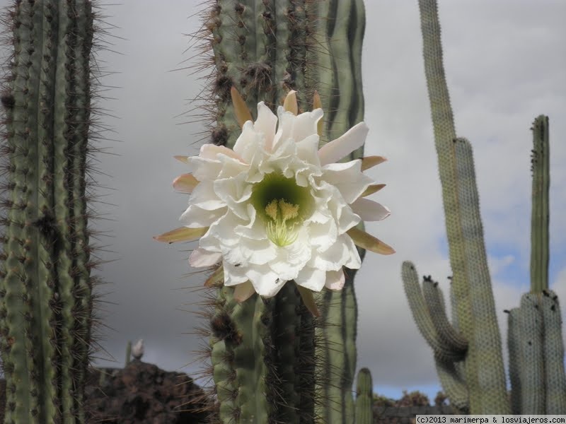 Opiniones Tiempo Lanzarote 2024 en Islas Canarias: Flor de cactus