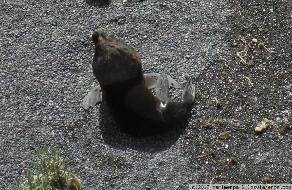 Lobo marino de un pelo
Lobo marino de un pelo, en Punta Loma, Chubut, Argentina
