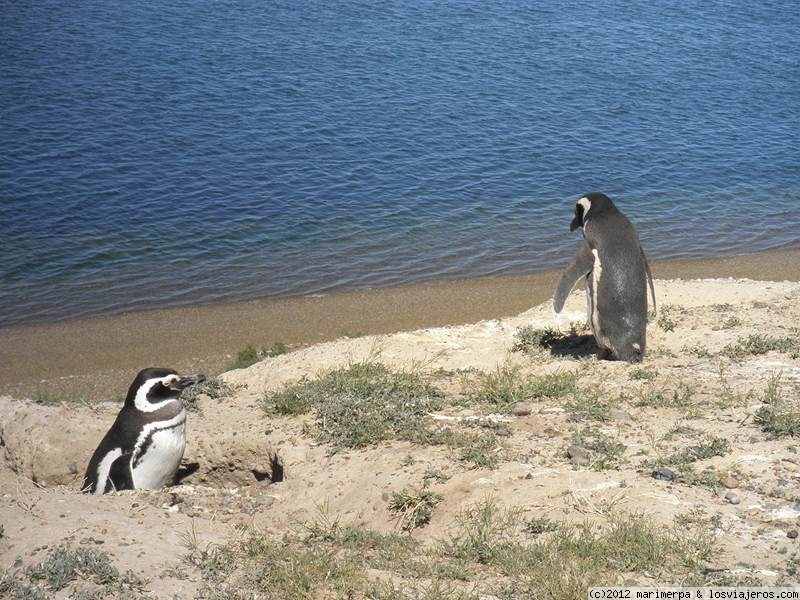 Viajar a  Argentina: Patagonia - Pingüinos Magallánicos en Península Valdés (Patagonia)
