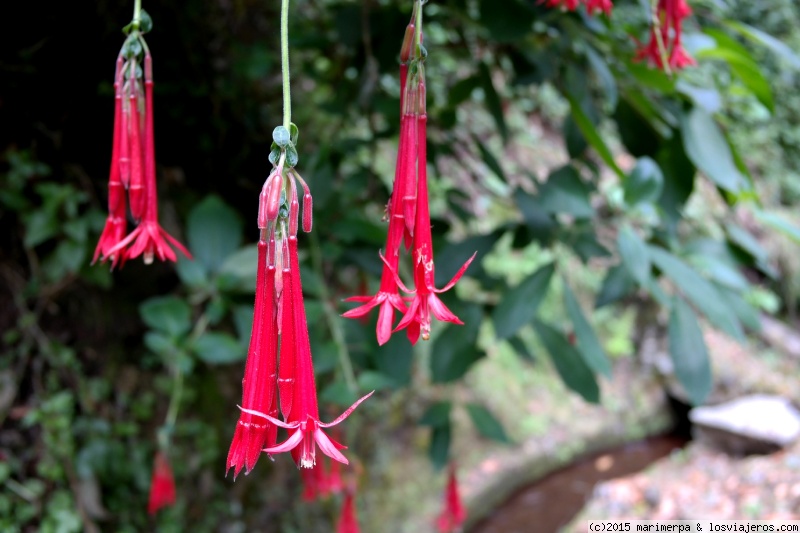 Viajar a  Portugal: Pink Apple Cars - Flores en la Levada do Rei - Madeira (Pink Apple Cars)