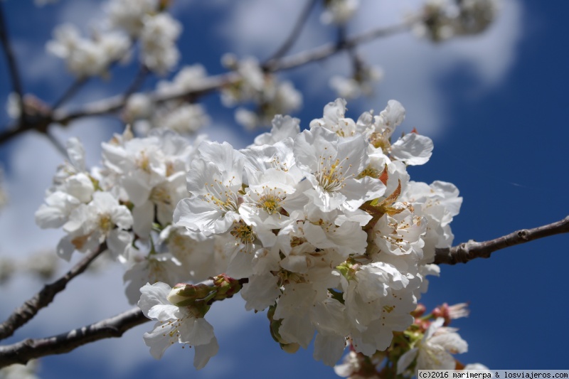 Cerezos en flor en el Valle del Jerte 2024 - Cáceres