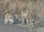 Leones en Kruger
Leones, Kruger, Sudáfrica, crías, leona, esperando, resto, manada, para, cruzar, camino, parque, nacional