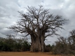 Baobab en Kruger - Sudáfrica