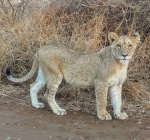 Cachorro de león en Kruger
Cachorro, Kruger, león