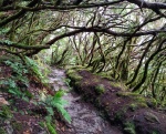 El bosque encantado. Anaga, Tenerife