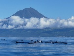 Ballenas piloto en Pico - Azores
Ballenas, Pico, Azores, piloto, isla, lugar, privilegiado, para, observación, cetáceos