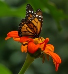 Mariposa monarca
Mariposa, Colombia, monarca
