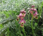 Orquídea Avispa