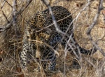 Leopardo camuflado en el Parque Nacional de Kruger (Sudáfrica)
Leopardo, Parque, Nacional, Kruger, Sudáfrica, camuflado