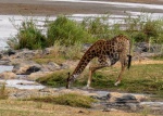 Jirafa bebiendo - Kruger
Jirafa, Kruger, Parque, Nacional, Sudáfrica, bebiendo, jirafas, tiene, abrir, muchos, patas, delanteras, para, poder, beber, curiosa, postura