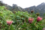 Kirstenbosch
Kirstenbosch, Jardín, Sudáfrica, Table, Mountain, botánico, king, protea, flor, nacional, vistas