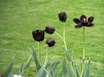 Tulipanes morados
Tulipanes, Gante, morados