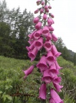 Digitalis purpurea