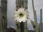 Flor de cactus
Flor, Jardín, Cactus, Lanzarote, cactus